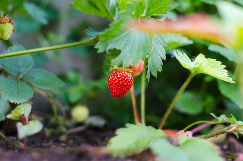 planter des fraises